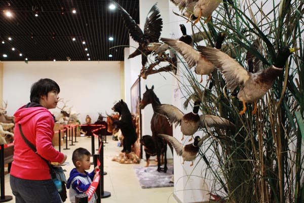 Chinese Animal Specimens Competition
