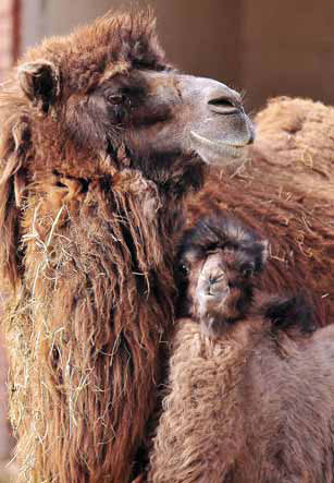 On track to preserve rare Bactrian camels