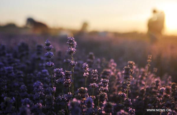 Lavender flowers in Xinjiang