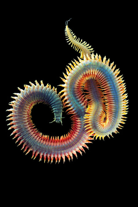 Alien-like marine life in Arctic Ocean