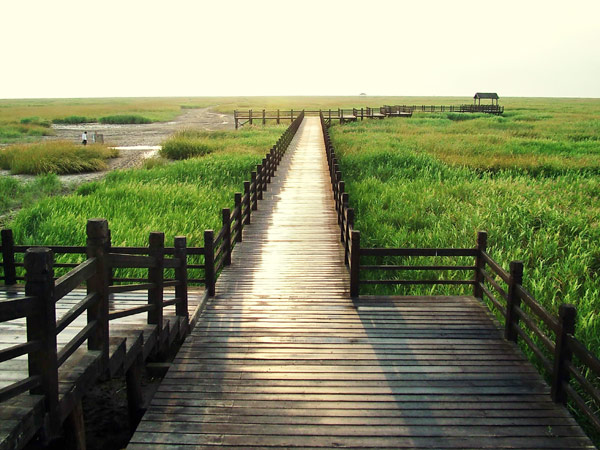 Road less traveled: Dongtan Wetland