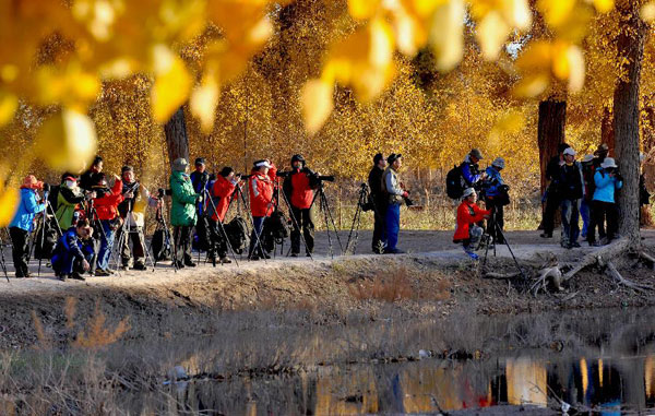 Autumn scenery of populus euphratica forest attracts tourists in N China