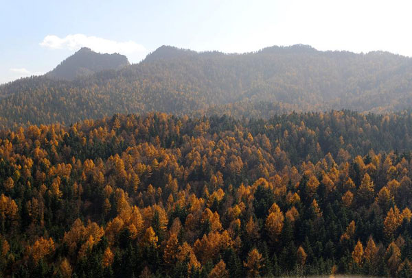 Autumn scenery of Pangquangou state forest park in Shanxi