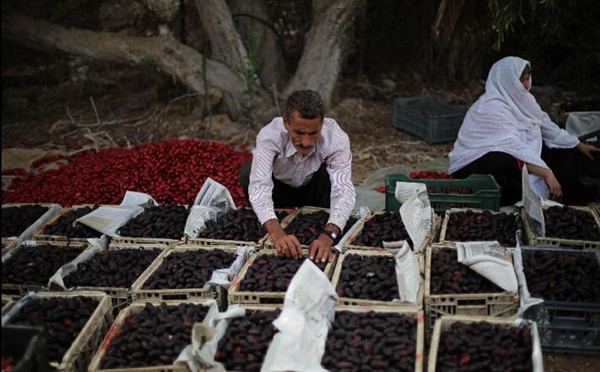 Dates harvested in central Gaza Strip