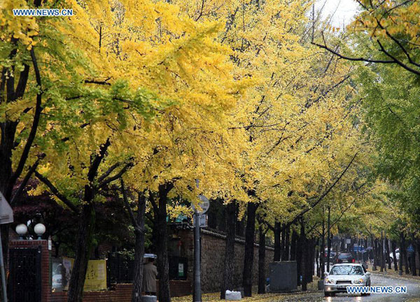 Autumn scenery in Seoul, S Korea