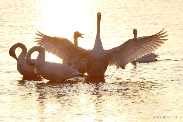 More than 1,000 swans spend winter in Rongcheng