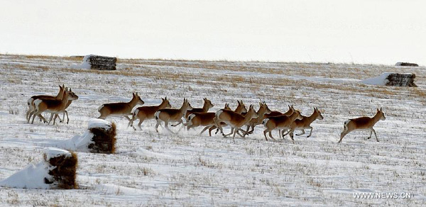 Wild animals in Inner Mongolia region