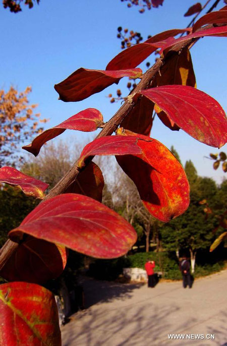 Red leaves in Jinan, E China