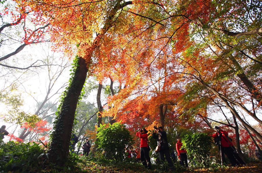 Maple leaves glow red in China's Nanjing