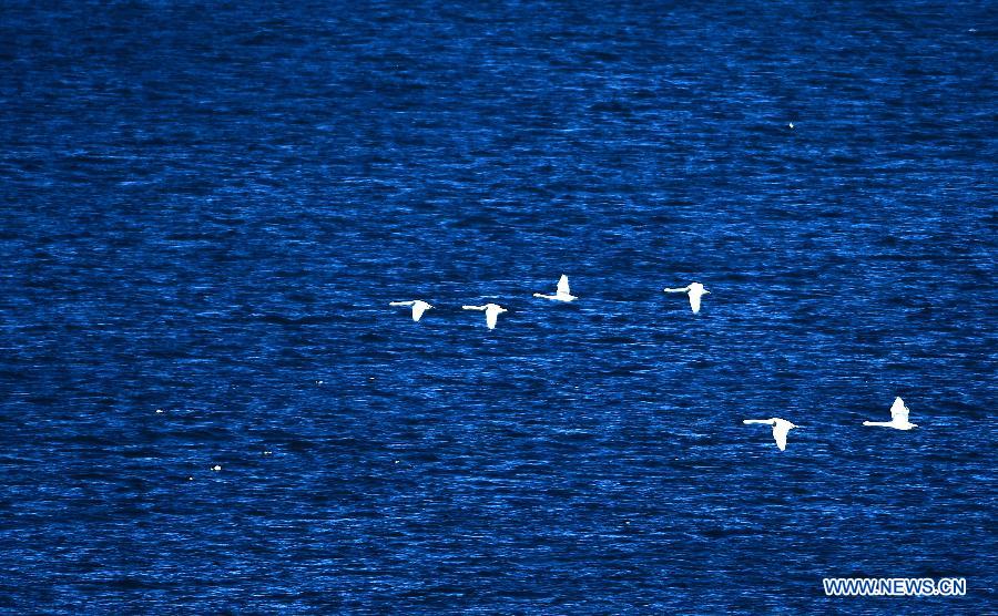 Beautiful scenery of Qinghai Lake