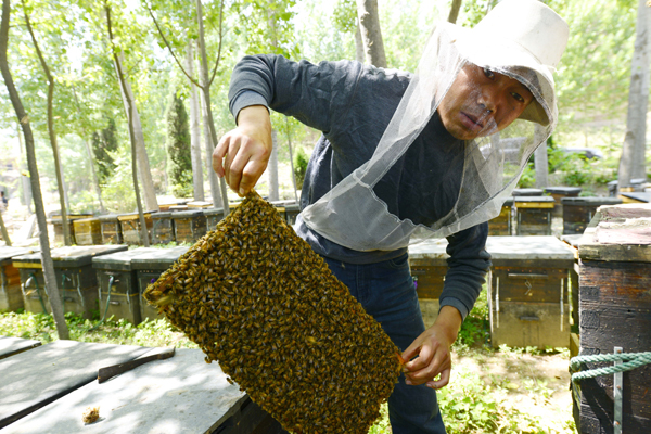 Beekeeper's life a hive of activity