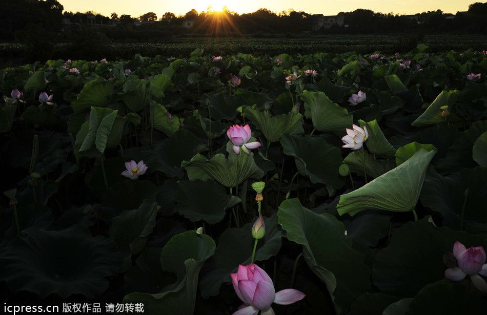 China's sacred lotus blooms bright