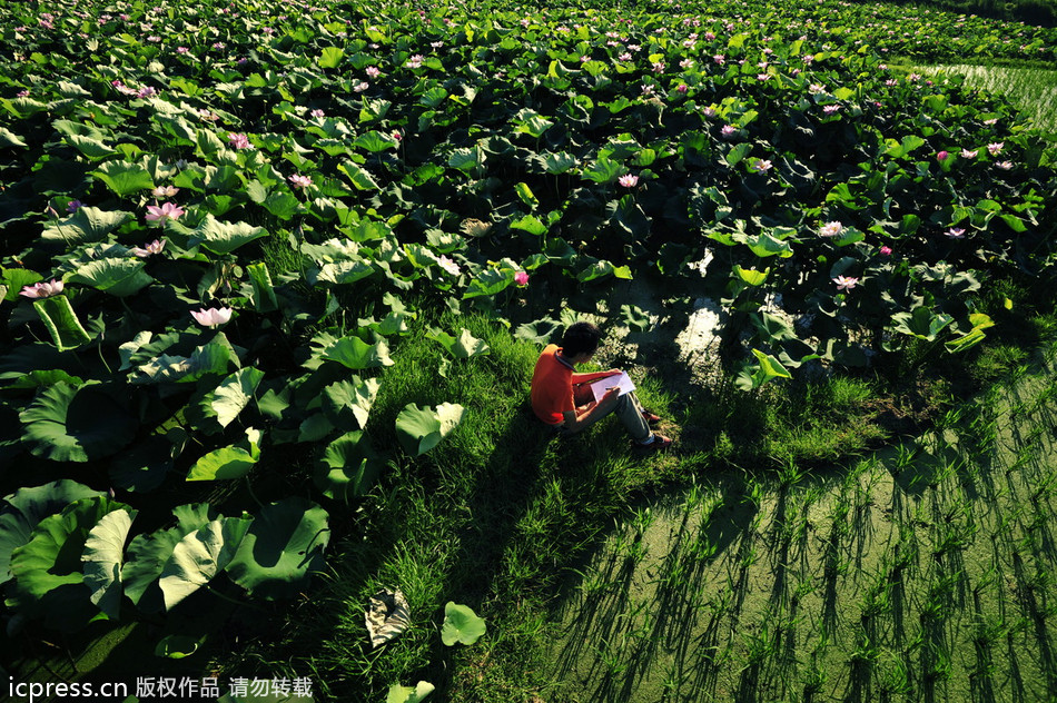 China's sacred lotus blooms bright