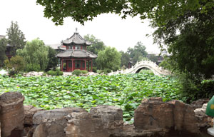 China's sacred lotus blooms bright