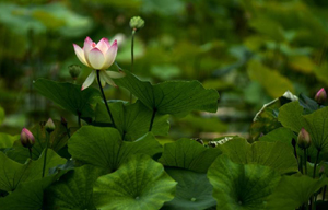 China's sacred lotus blooms bright
