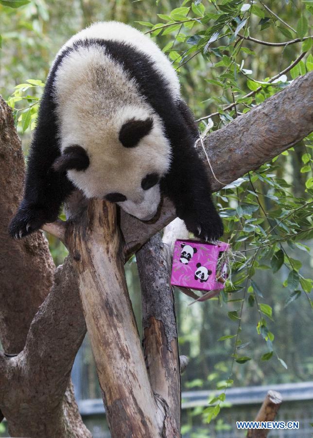 Giant panda cub celebrates 1st birthday in California