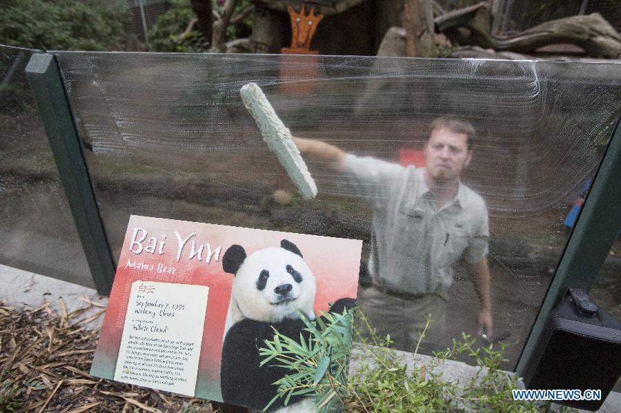 Giant panda cub celebrates 1st birthday in California