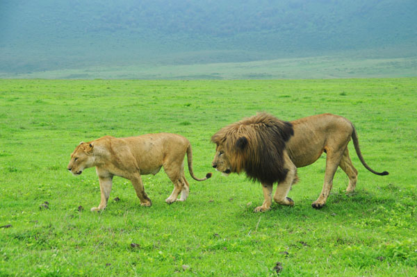 Living among lions takes pride of place