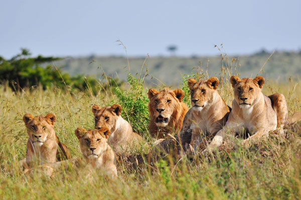 Living among lions takes pride of place
