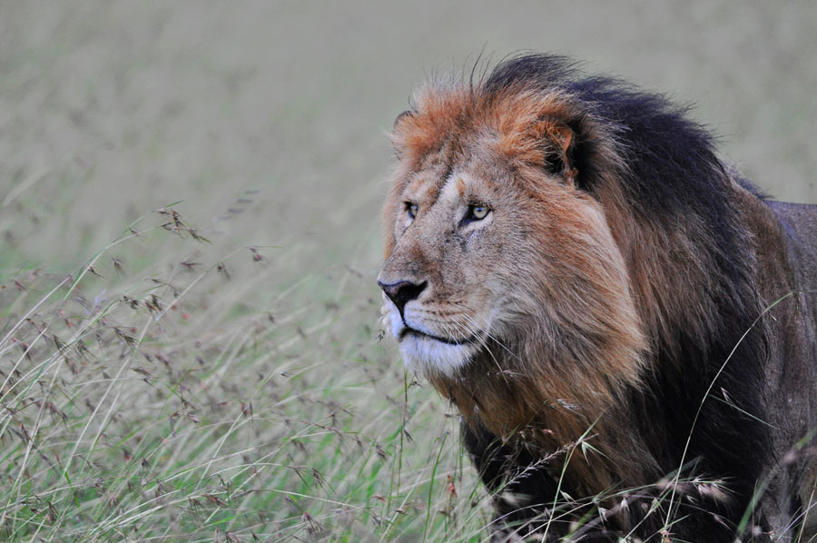 Photos: Living among lions(2)