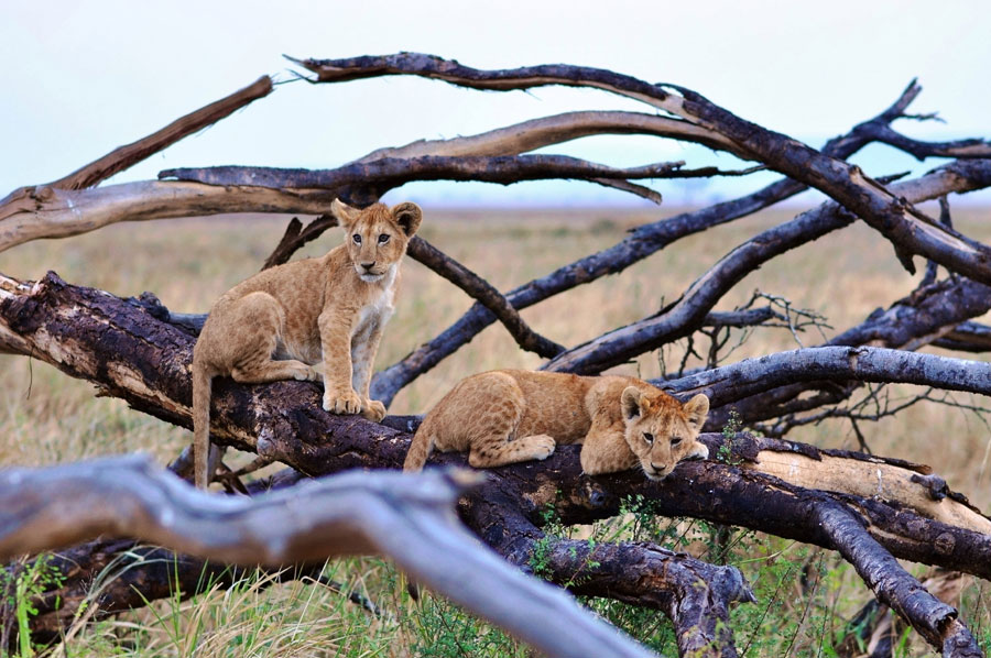 Photos: Living among lions(2)