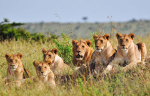 Photos: Living among lions(1)