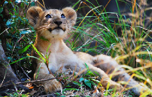 Living among lions takes pride of place