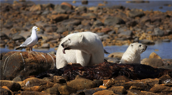 Photos capture Arctic beauty before it is too late