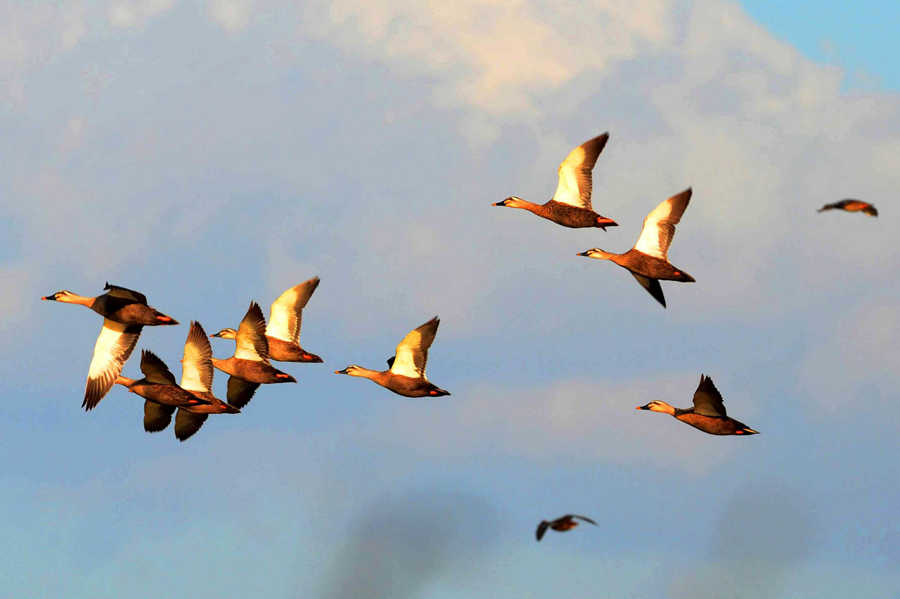 Giving birds a place to live