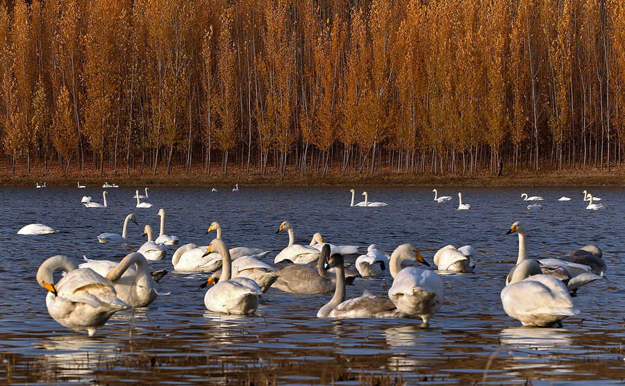 Giving birds a place to live