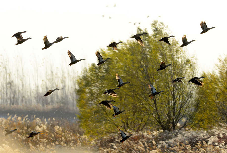 Giving birds a place to live