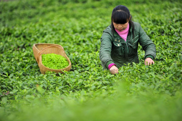 Green tea, coffee may help lower stroke risk