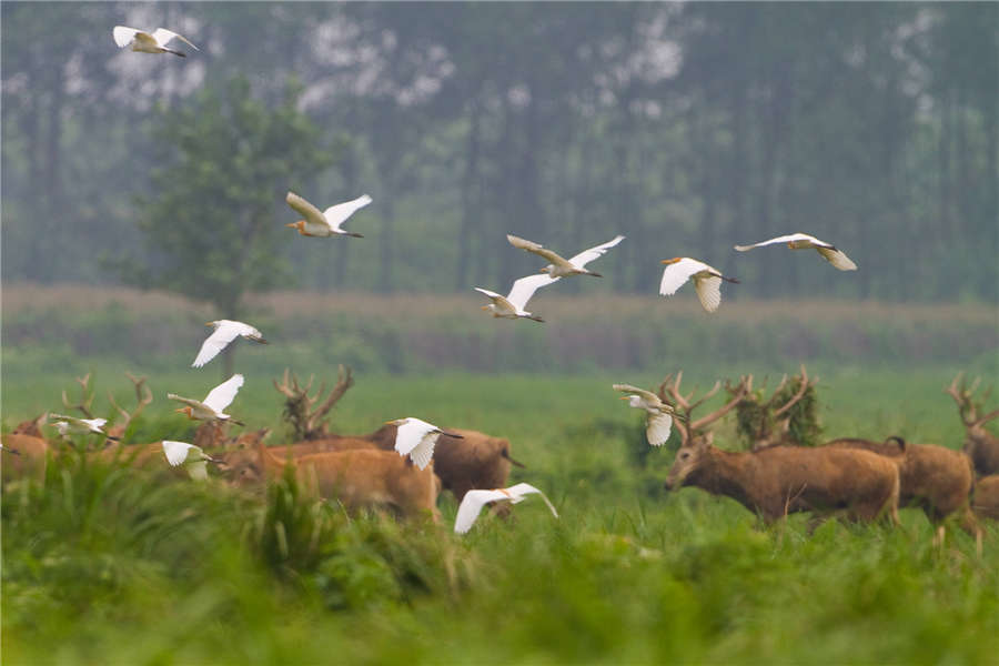 Milu deer thrive at nature reserve