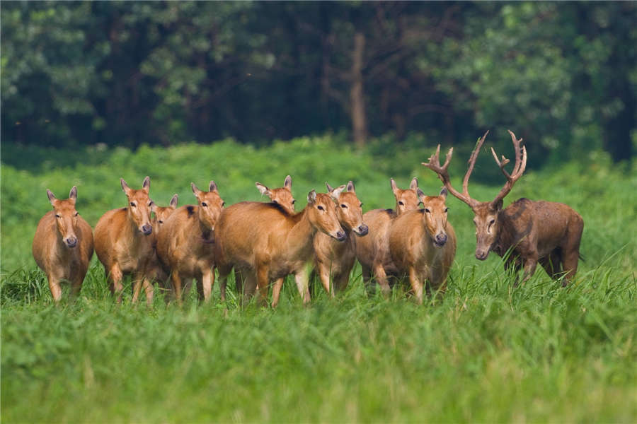 Milu deer thrive at nature reserve