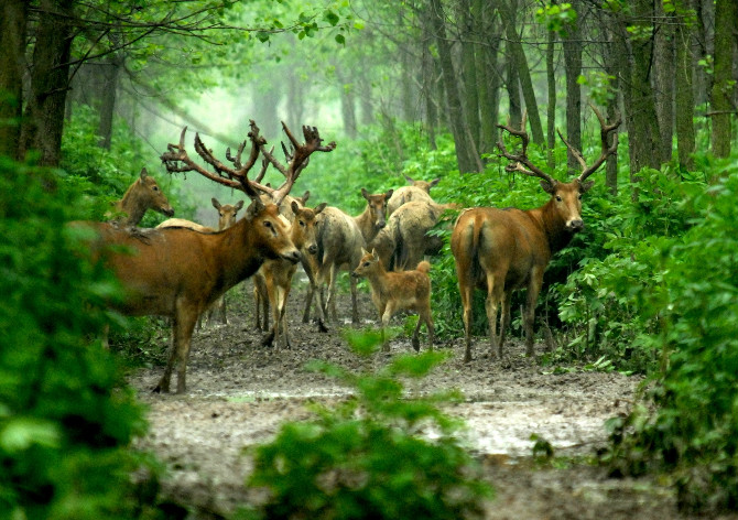 Milu deer thrive at nature reserve