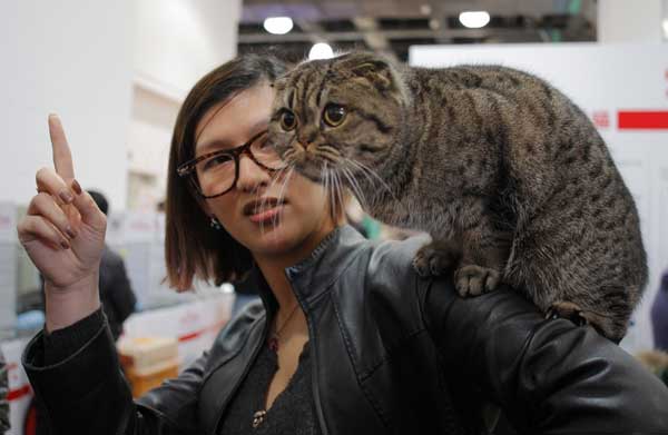 Cats were friends of Chinese since ancient times