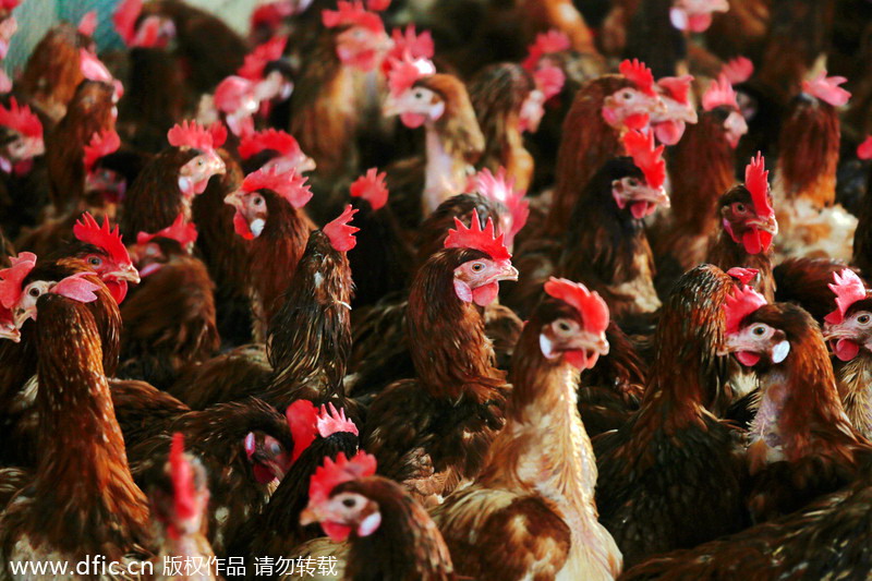 Bird flu slows poultry market
