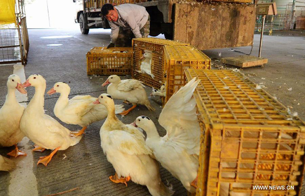 Live poultry markets should close if H7N9 detected