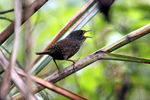 Researchers find birds of a unique feather