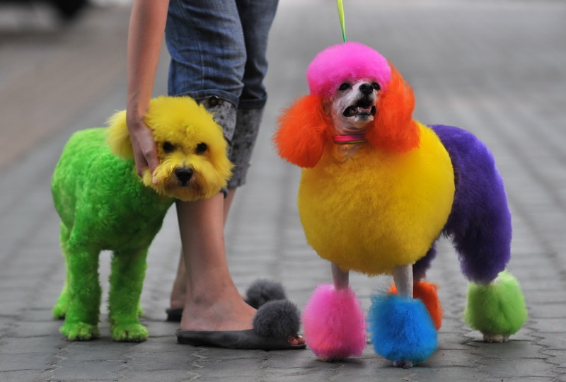 Pets have their own fashion show