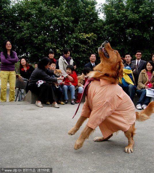 Pets have their own fashion show