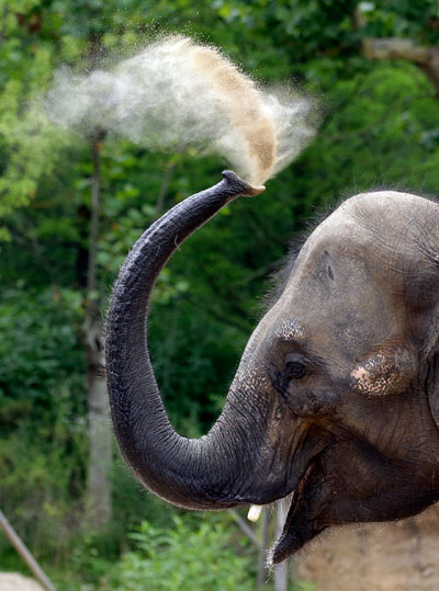 Elephants make use of a knowing nose