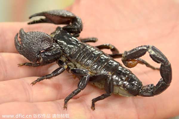 Cuban scorpions help fight cancer