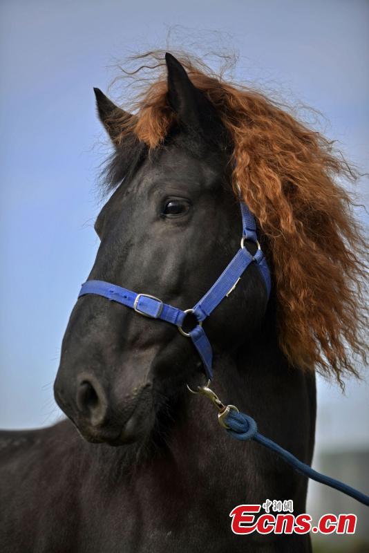 Horses get prepared for racing with fashion hairstyles