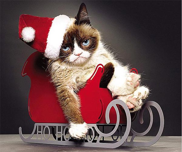 Grumpy Cat goes viral online