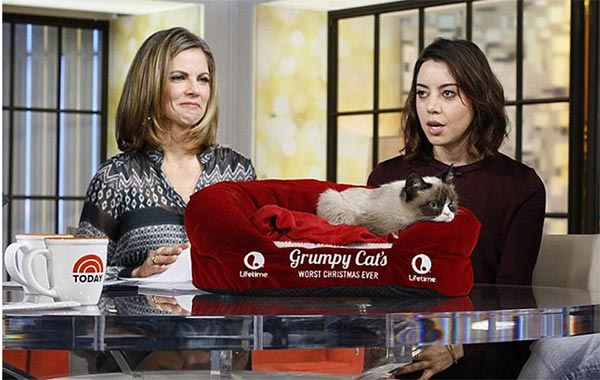 Grumpy Cat goes viral online