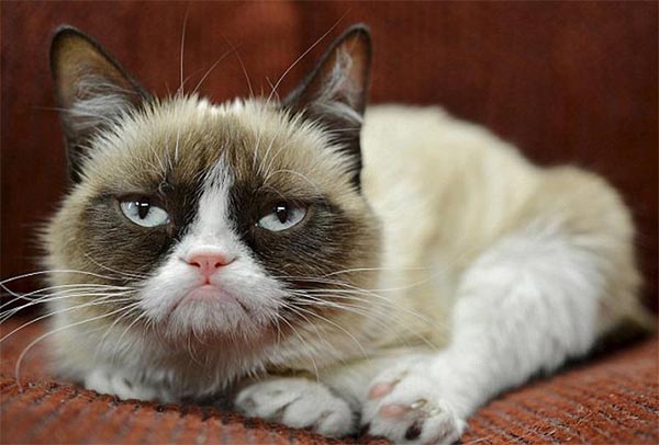 Grumpy Cat goes viral online