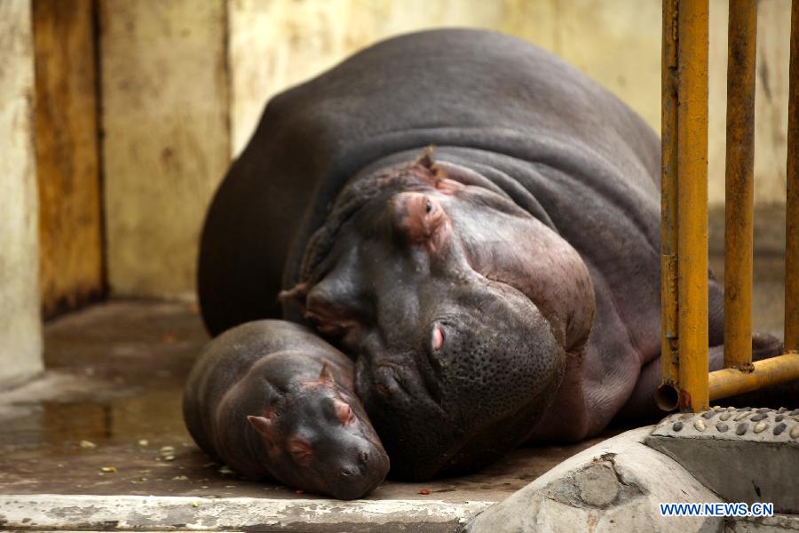The Hippos Family   -  11