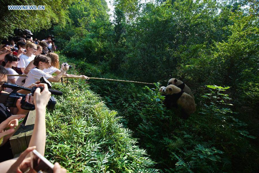 12 European panda fans travel to China's Sichuan