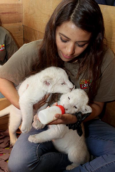 Lion cubs born in Mexico